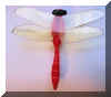 dragonflypin7.jpg (35395 bytes)