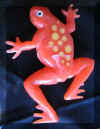 orangefrog3.jpg (22902 bytes)