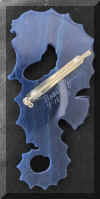 blueseahorse.jpg (43896 bytes)