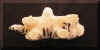 ivorytiger4.jpg (29203 bytes)